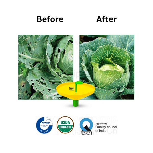 Chipku Diamond Black Moth (Cabbage/Cauliflower)