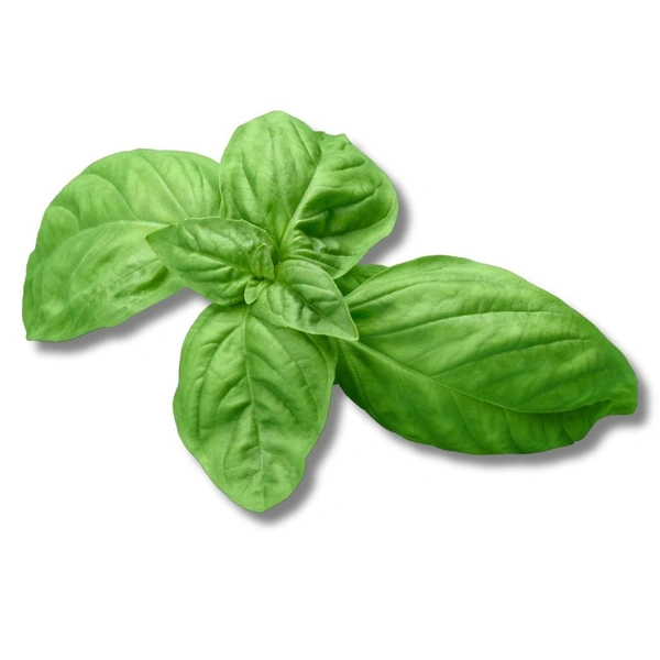 Basil Fresh - 50g