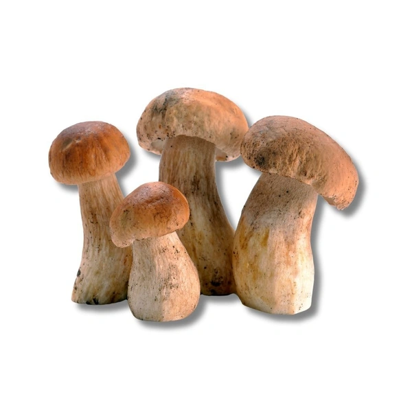 Ceps Mushroom Fresh - 200g