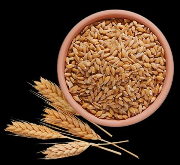 Lokwan Gehu (Wheat)