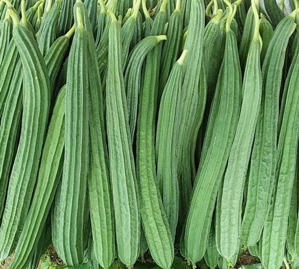 பீகங்காய் - 500gm