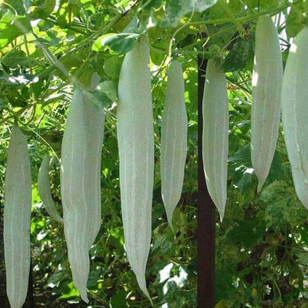 புடலங்காய் - 1KG