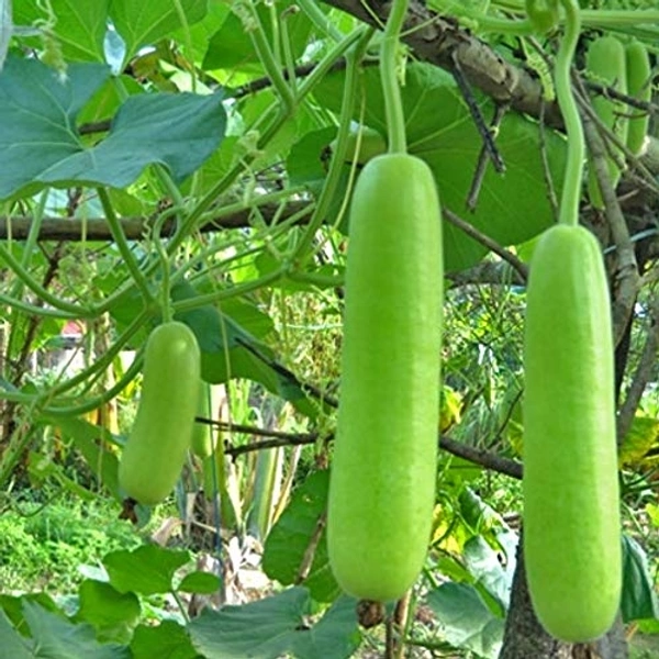சுரைக்காய் - 500GM