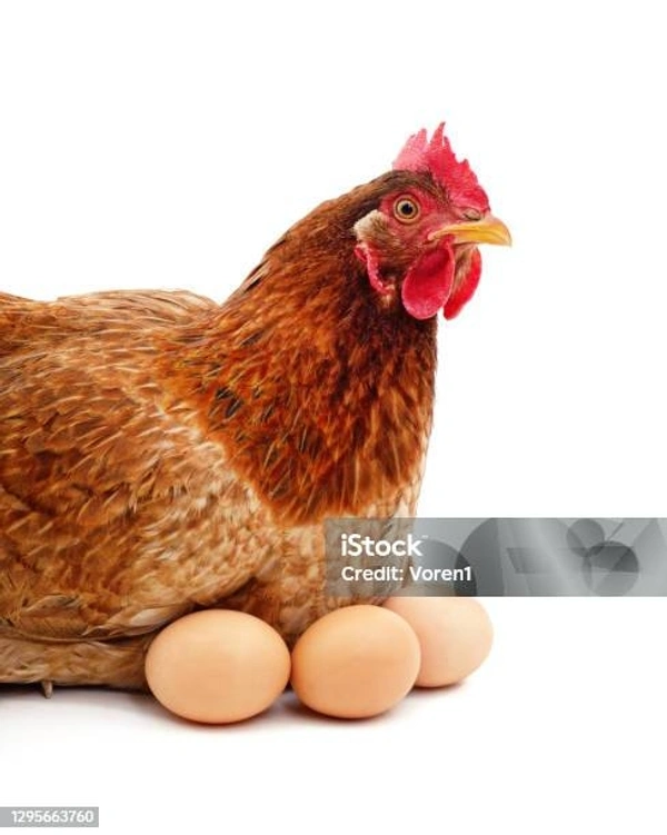 EGG (NADDU KOZHI)