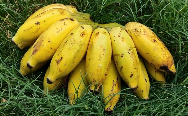 Karpuravalli Banana