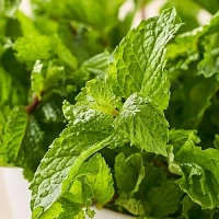 Mint Leaves