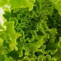 Lettuce - Green
