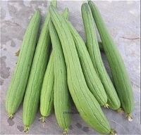 sarputiya