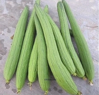 sarputiya