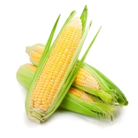 Indian Corn Cob/ Desi Bhutta,1 Pcs