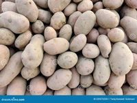 आलू सदा, Aalu Sada, Sabji  - 1 Kg