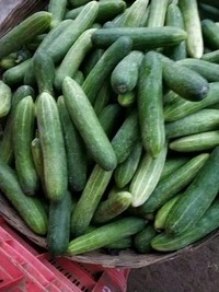 लोकल खीरा, Khira Local, Sabji Kakri  - 1kg
