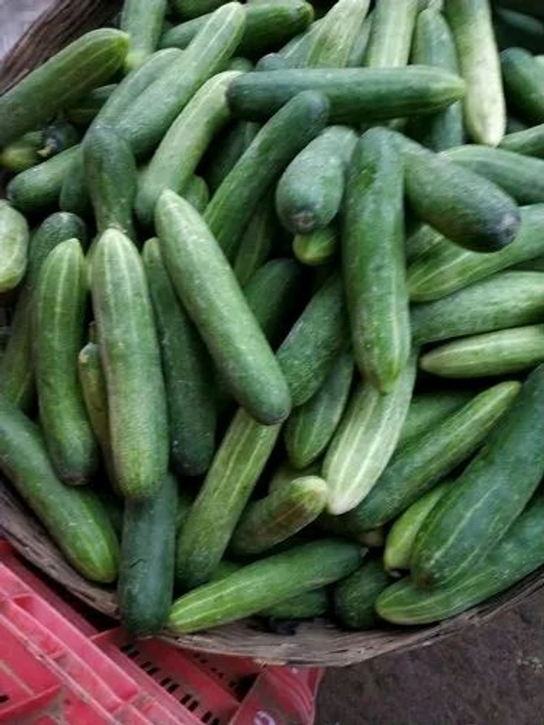 लोकल खीरा, Khira Local, Sabji Kakri  - 1kg