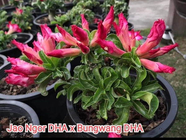 Adenium Jao Ngor X Bungwang DHA Seeds - 5 seeds
