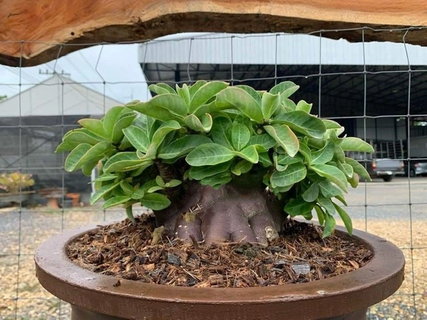 KAPPI Imported Adenium Arabicum Black Skin Seeds - 10 seeds