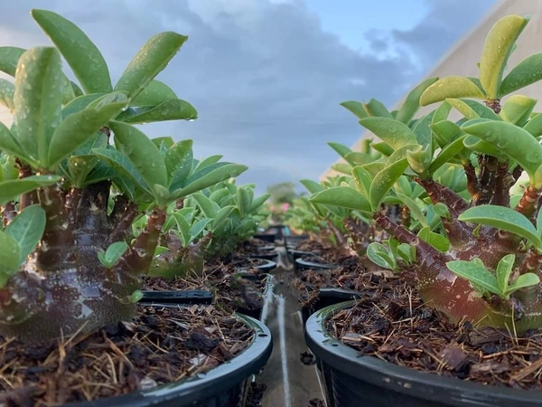 KAPPI Imported Adenium Arabicum Black Skin Seeds - 10 seeds