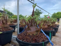 KAPPI Imported Adenium Arabicum Black Skin Seeds - 10 seeds