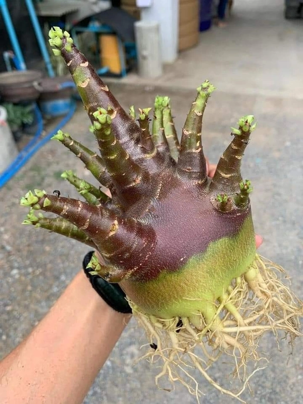 KAPPI Imported Adenium Arabicum Black Skin Seeds - 10 seeds