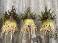 KAPPI Imported Adenium Arabicum Black Skin Seeds - 10 seeds