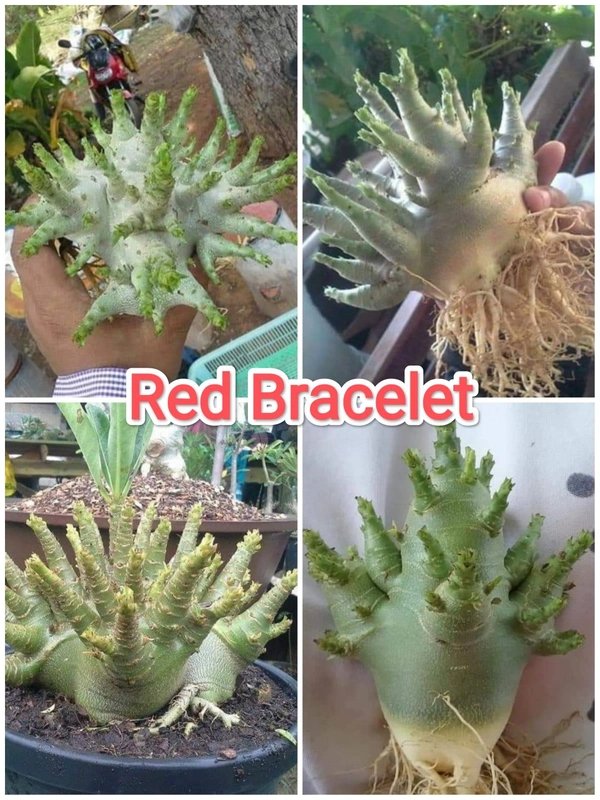 Imported Adenium Arabicum seeds Combo - 50 Seeds
