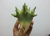 Imported Adenium Arabicum seeds Combo - 50 Seeds