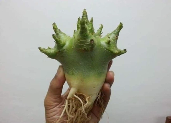 Imported Adenium Arabicum seeds Combo - 50 Seeds