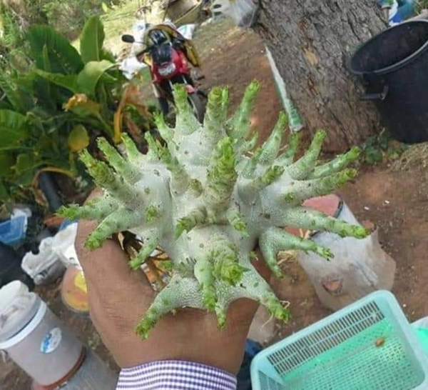 Imported Adenium Arabicum seeds Combo - 50 Seeds