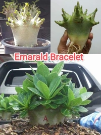 Imported Adenium Arabicum seeds Combo - 50 Seeds