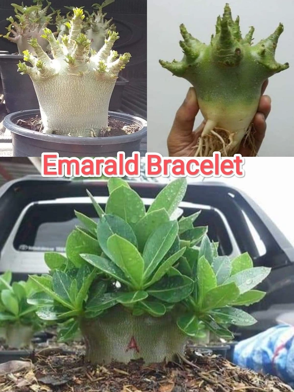 Imported Adenium Arabicum seeds Combo - 50 Seeds