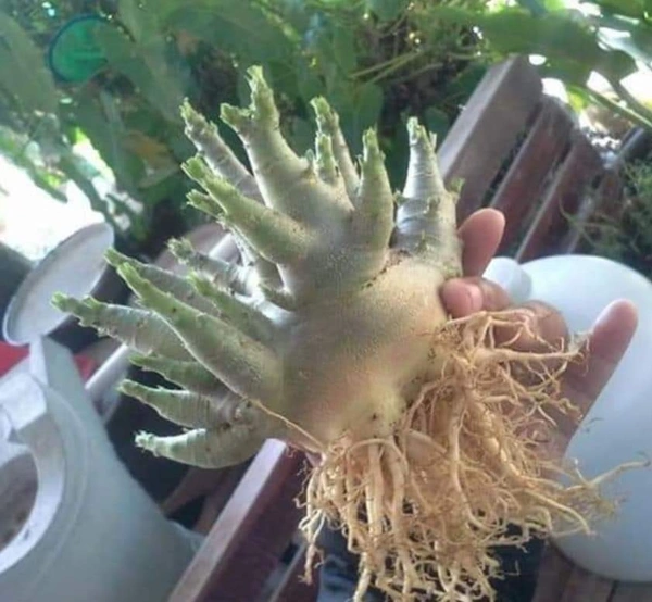 Imported Adenium Arabicum seeds Combo - 50 Seeds