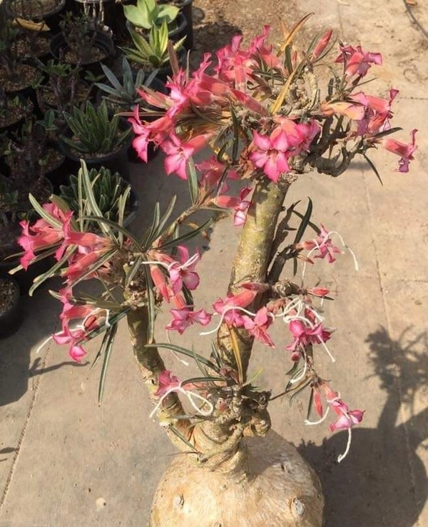 Adenium Nova Tanzania Seeds From Habitat Plant - 10 Seeds