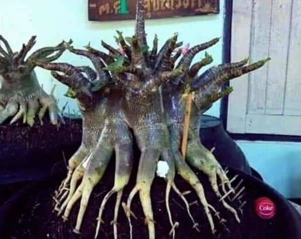 Black Skin Seeds Combo(DDC & Big Black X BB) - 40 Seeds