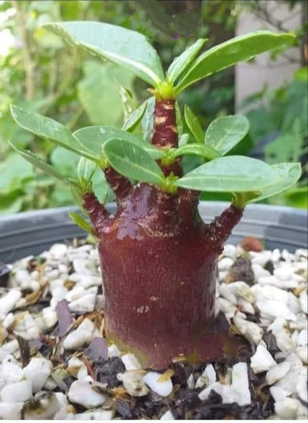 Black Skin Seeds Combo(DDC & Big Black X BB) - 40 Seeds