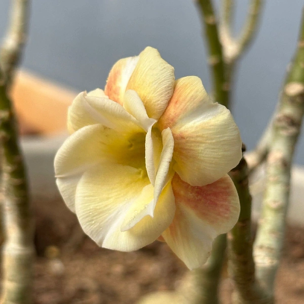 Adenium Obesum Multipetal Grafted Plants - Caramel