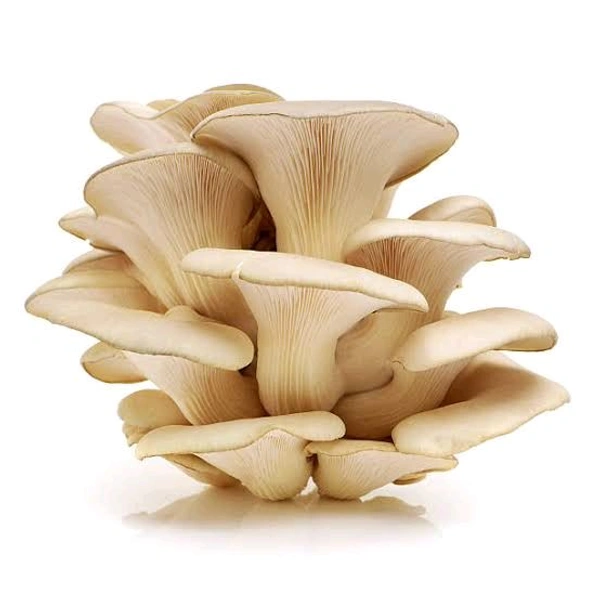 Oyester Mushroom - 1kg