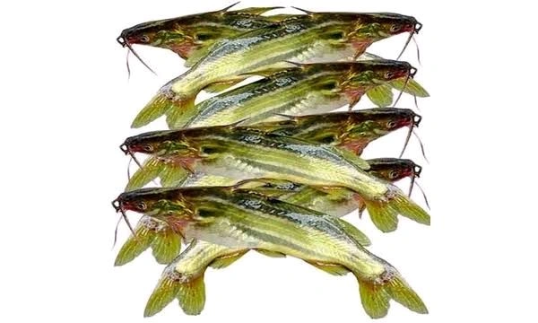 Tengra Fish  - 300gm