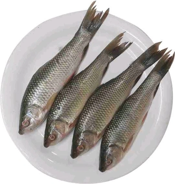 Local Rui Nola Fish (Medium Size)  - (600-700)gm