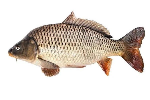 Karfu Fish - Cut Pieces (With Head & Tail) Bangladesh Variant - (500-600)gm