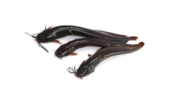 Shing Fish - Whole - (500-600)gm