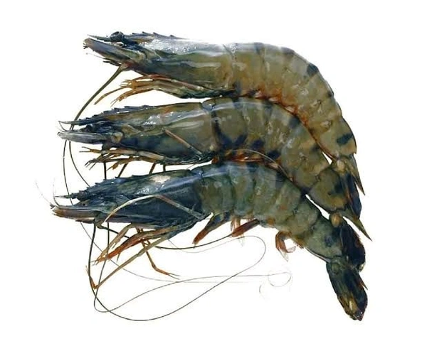 Golda Chingri Fish - 1kg