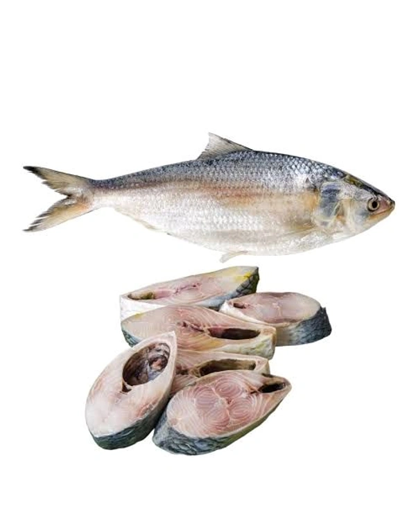 Elish (Hilsa) Fish - (1.1-1.2)kg