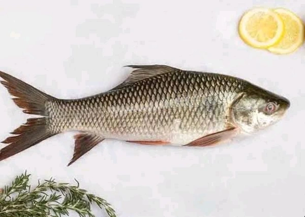 Rui Fish Cut Pieces - Andhra Variant - (1.6-1.8)kg