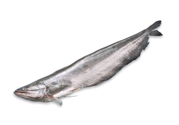 Boal Fish - Cut Pieces - (500-600)gm