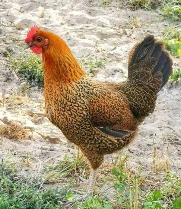 Local Desi Chicken - Cut Pieces - Sonali (1.1-1.3)kg