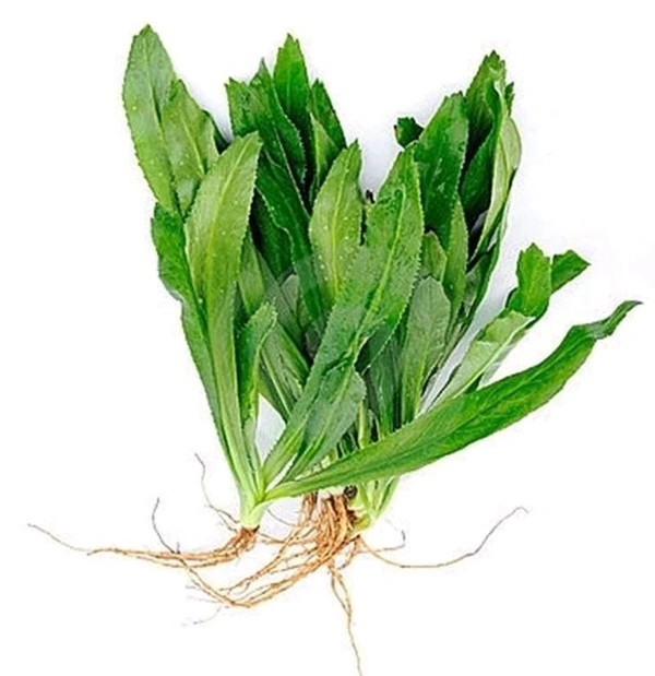 Coriander Leaves (Bilati) - 1 Bunch