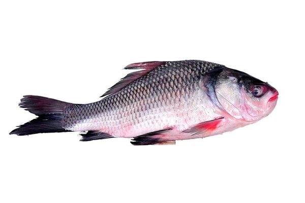 Katla Fish Whole Size - Bangladesh Variant (With Head) Cut Pieces - (4.5 to 5)kg