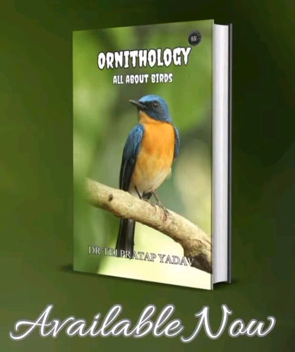 Ornithology All About Birds