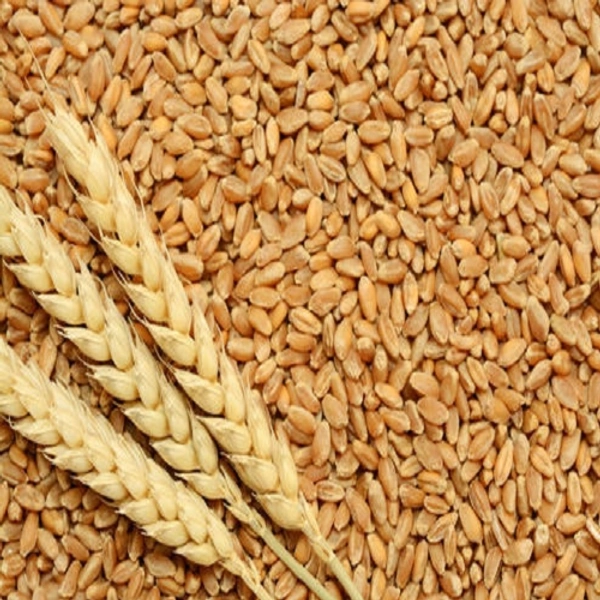 Sharbati Wheat 50 Kg