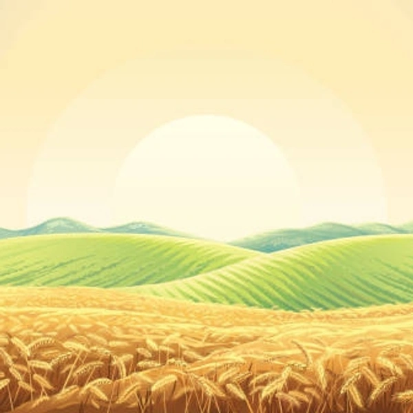 Pure Farmi Wheat - 50 Kg