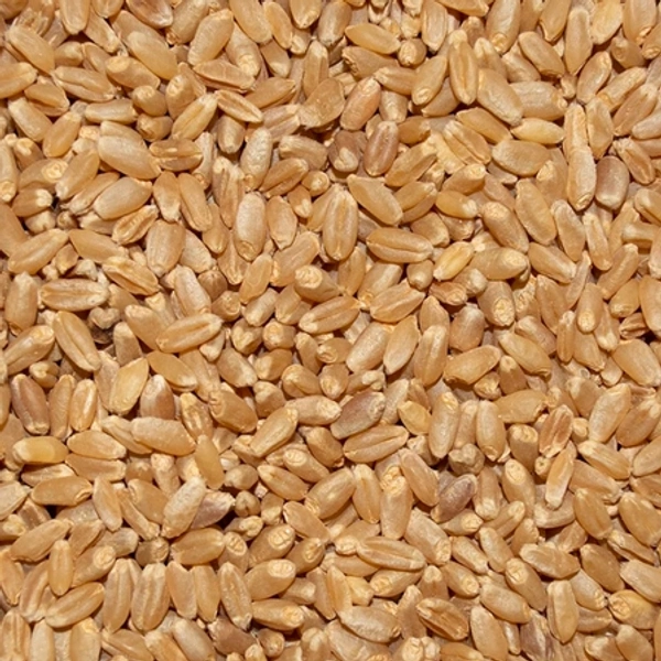 Wheat Desi Medium - 50 Kg